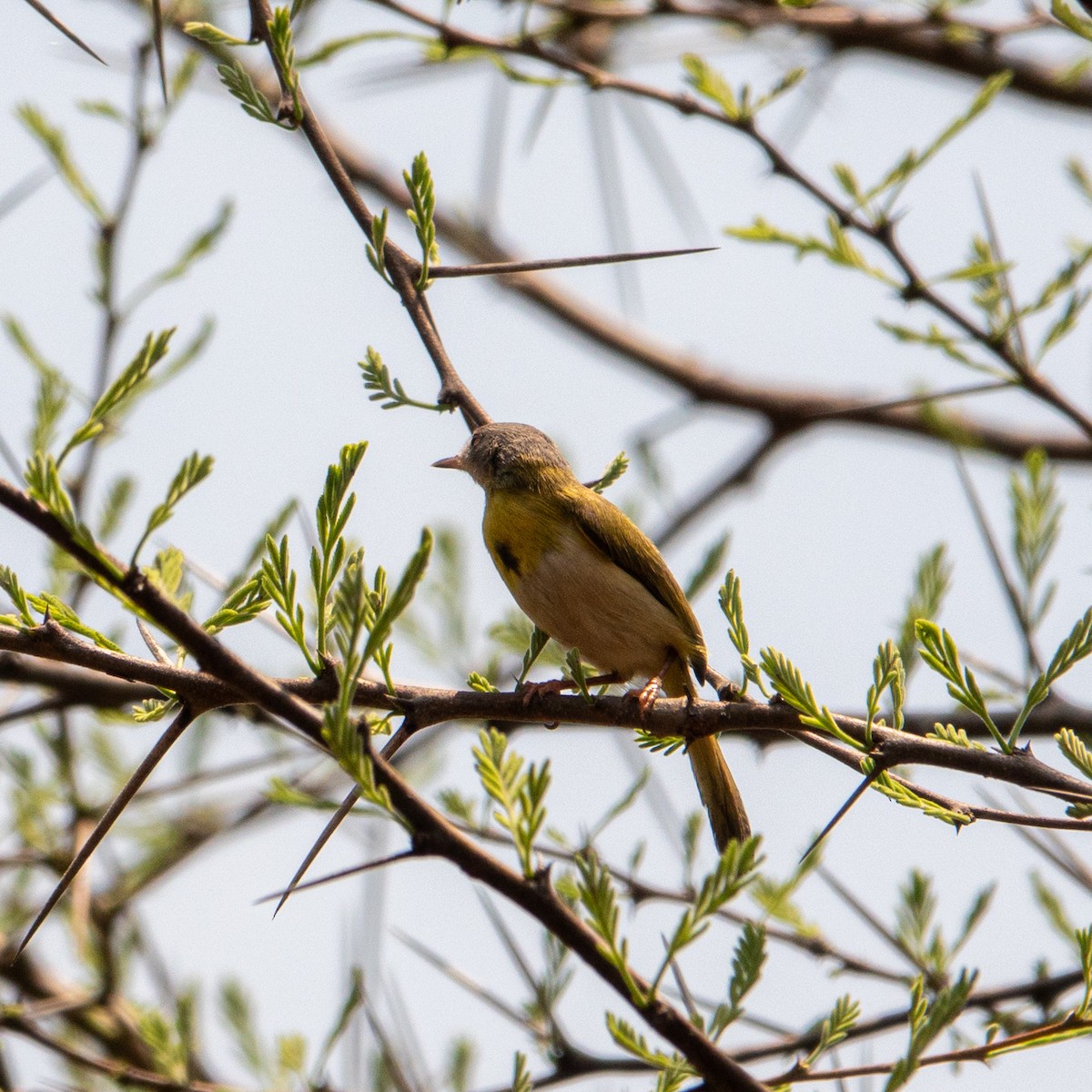 Apalis Pechigualdo - ML625804156