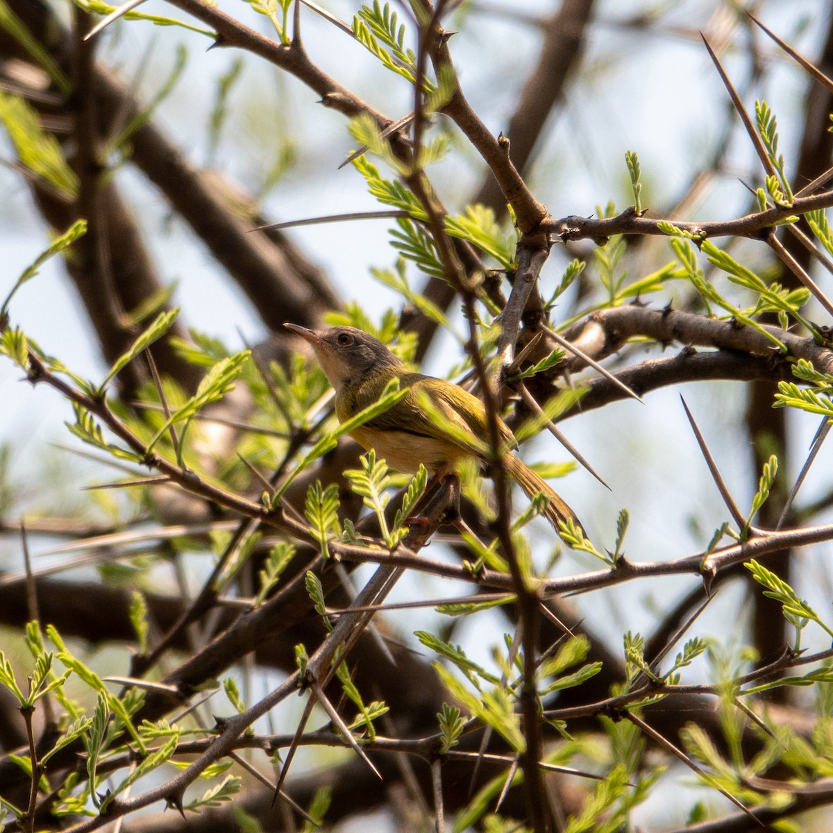 Apalis Pechigualdo - ML625804157