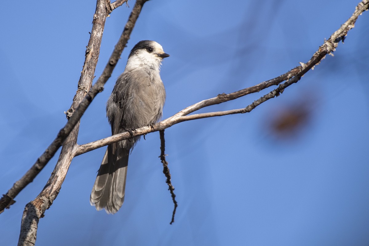 Canada Jay - ML625804175