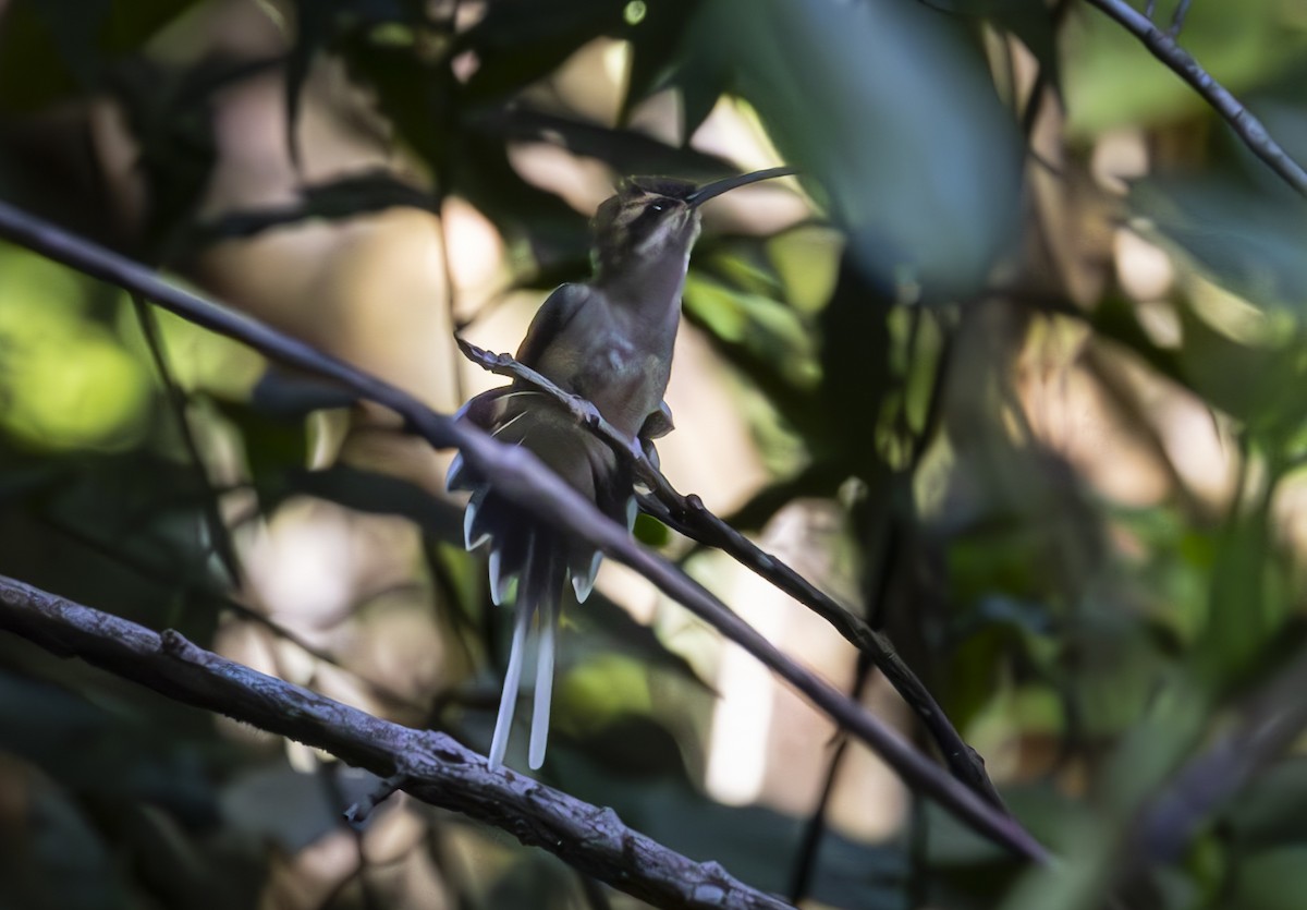 Mexican Hermit - ML625804196