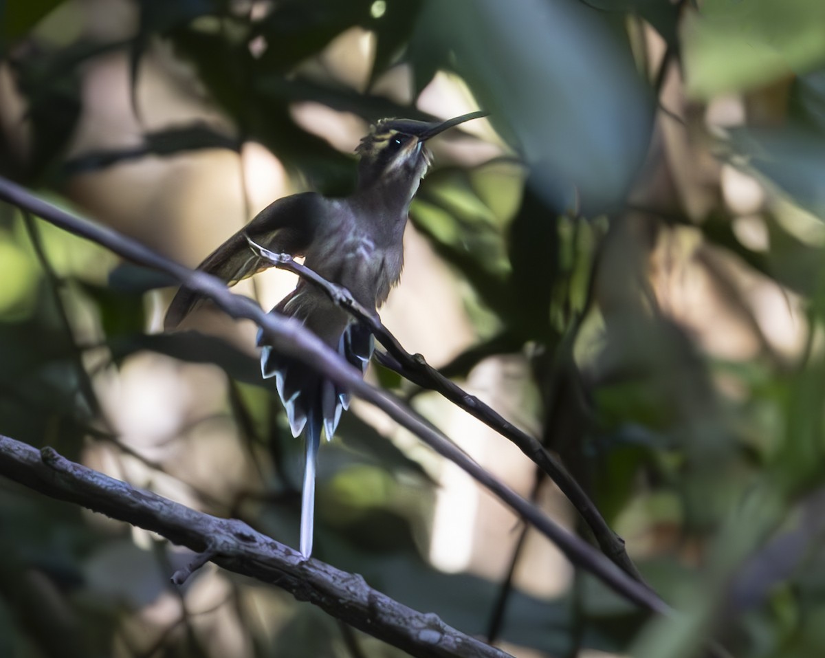 Mexican Hermit - ML625804197