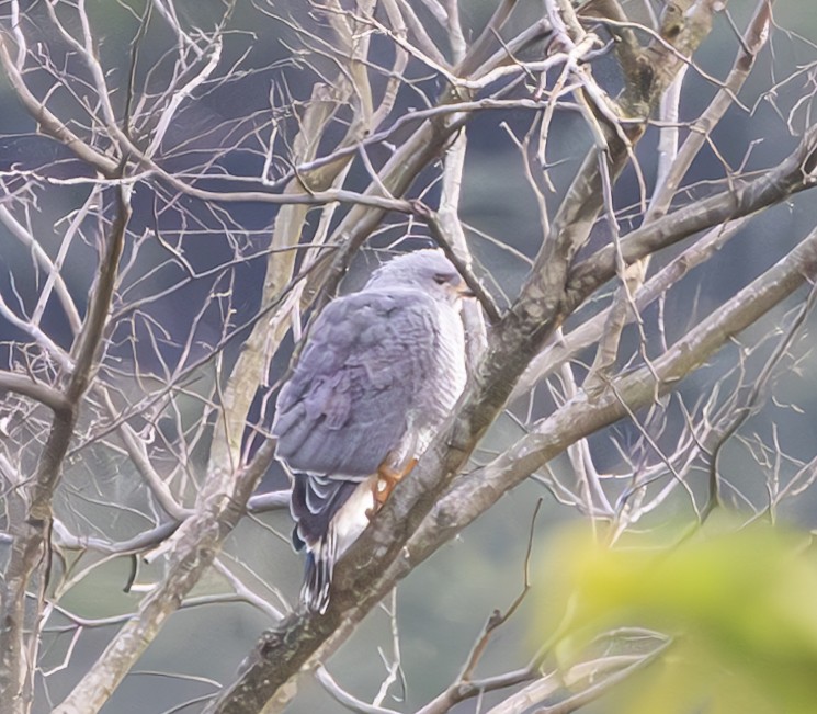 Gray Hawk - ML625804236