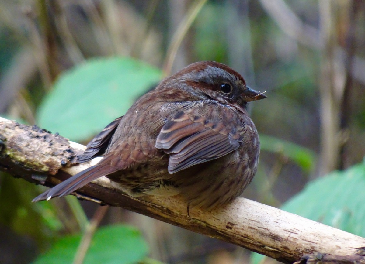 Song Sparrow - ML625804329