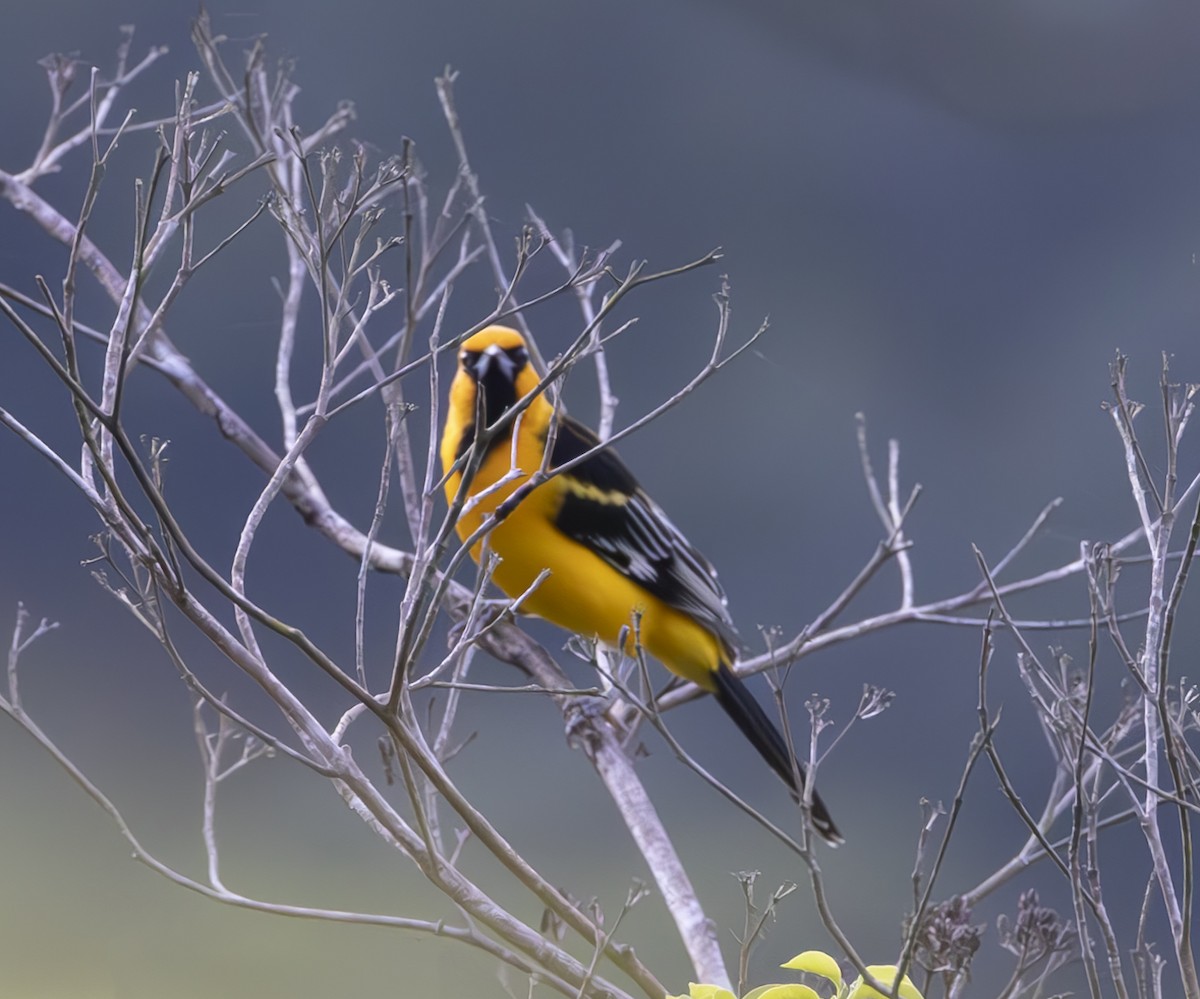 Streak-backed Oriole - ML625804349