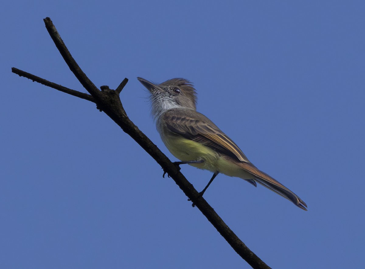 Dusky-capped Flycatcher - ML625804388