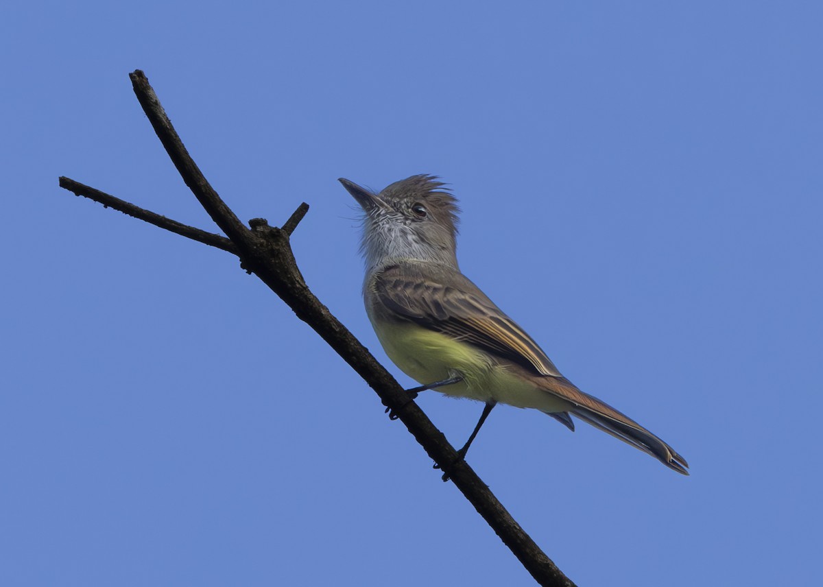 Dusky-capped Flycatcher - ML625804389