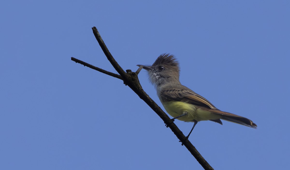 Dusky-capped Flycatcher - ML625804390