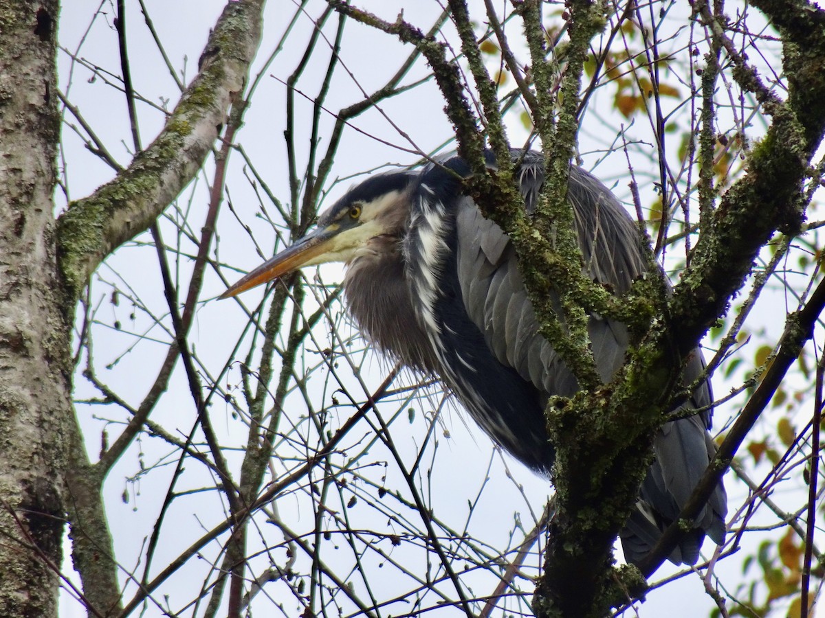 Great Blue Heron - ML625804405