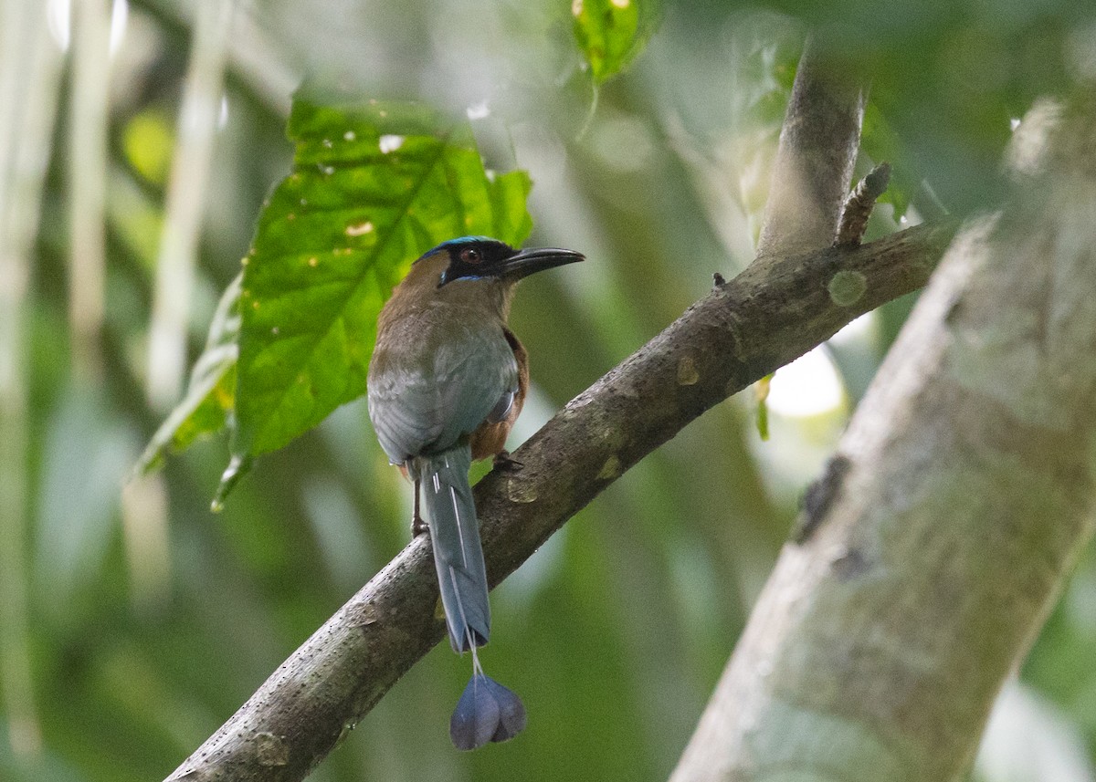 Whooping Motmot - ML625804424