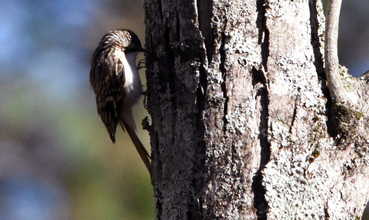 Brown Creeper - ML625804680
