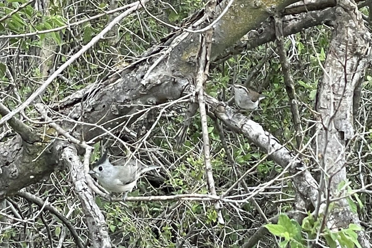 Bewick's Wren - ML625804946
