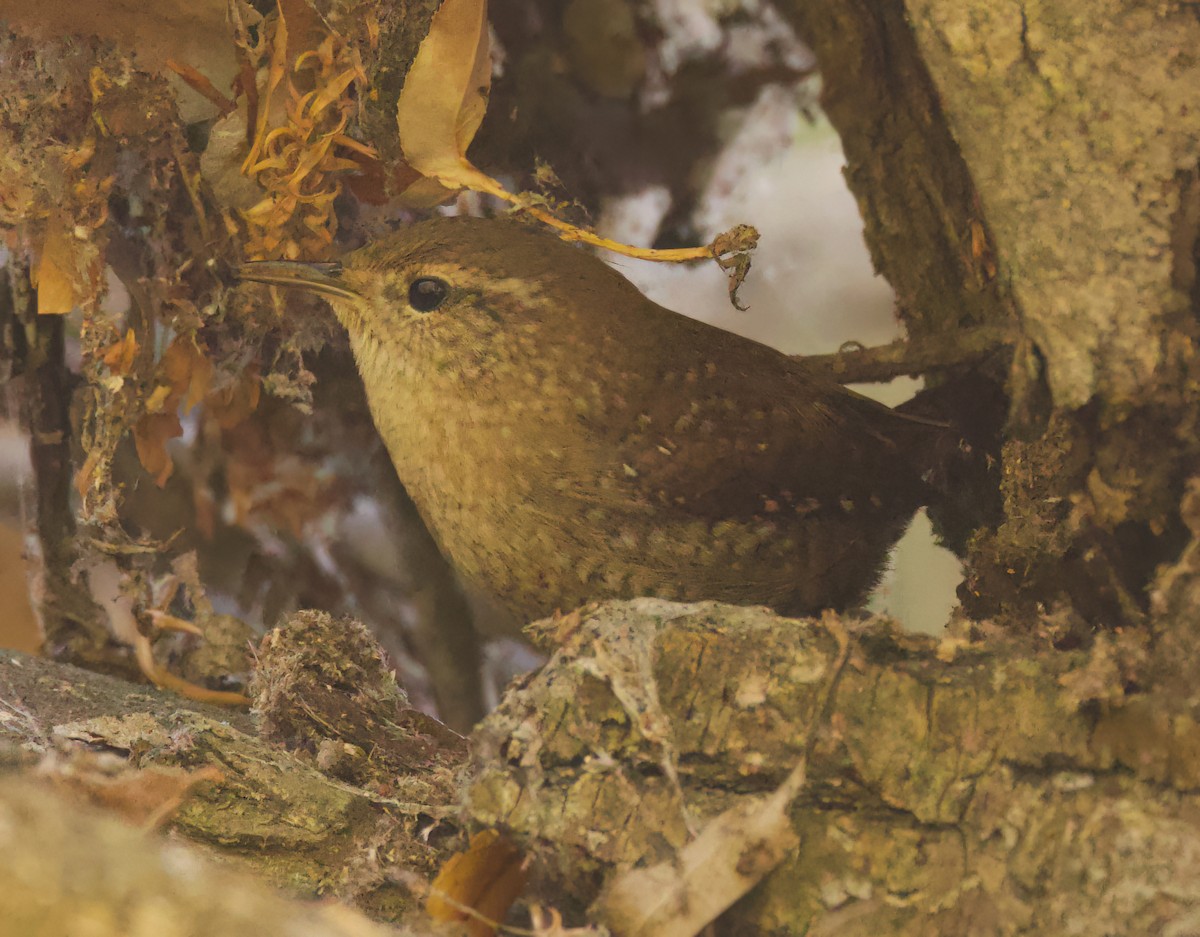 Winter Wren - Matt Yawney