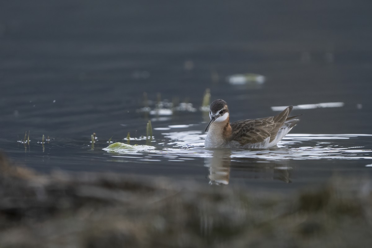 Wilson's Phalarope - ML625805208