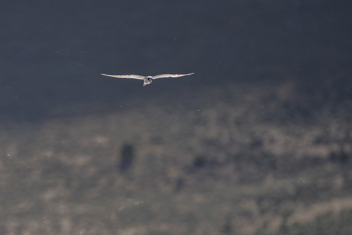 Forster's Tern - ML625805292