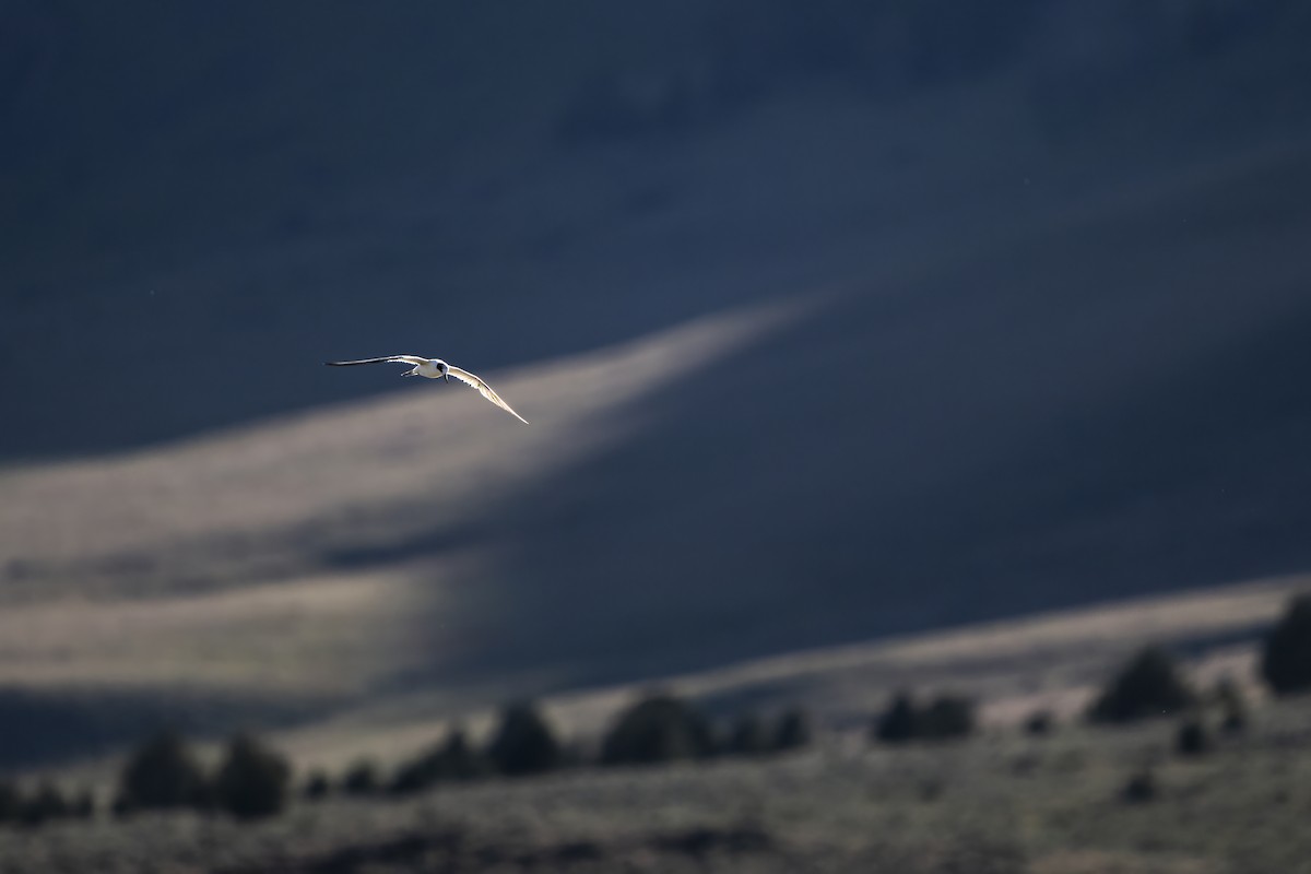 Forster's Tern - ML625805293