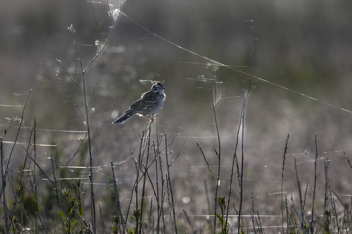 Lark Sparrow - ML625805311
