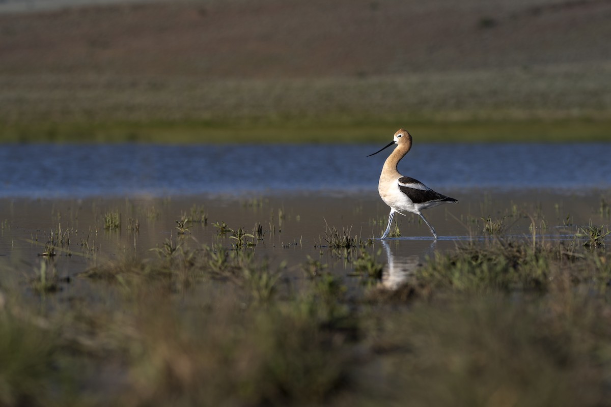 American Avocet - ML625805383