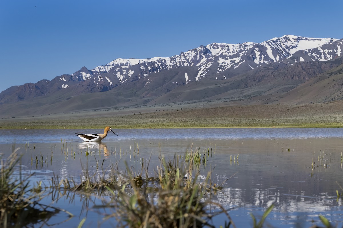 American Avocet - ML625805384
