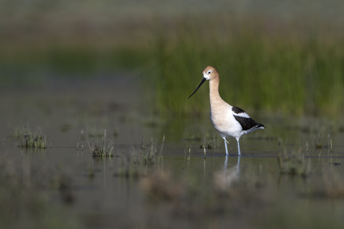 American Avocet - ML625805385