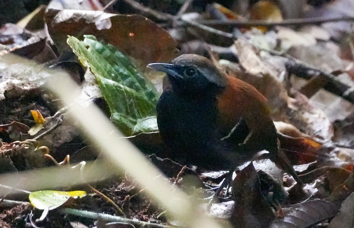 Cordillera Azul Antbird - ML625805583