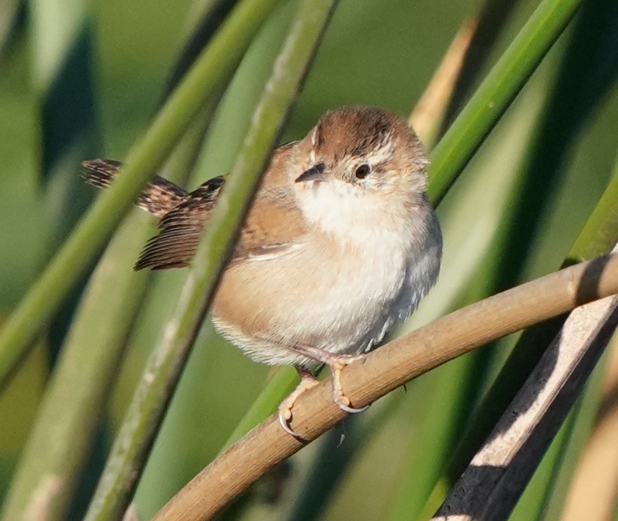 Cucarachero Pantanero - ML625805588