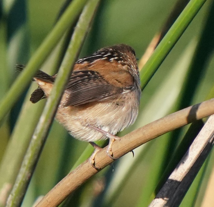 Cucarachero Pantanero - ML625805589