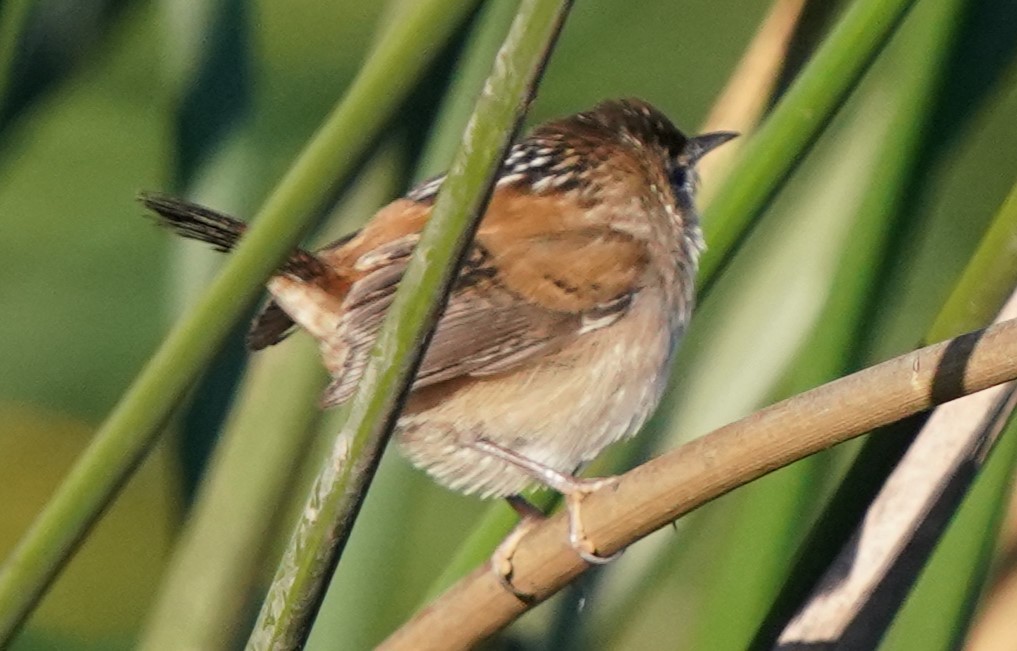 Cucarachero Pantanero - ML625805590