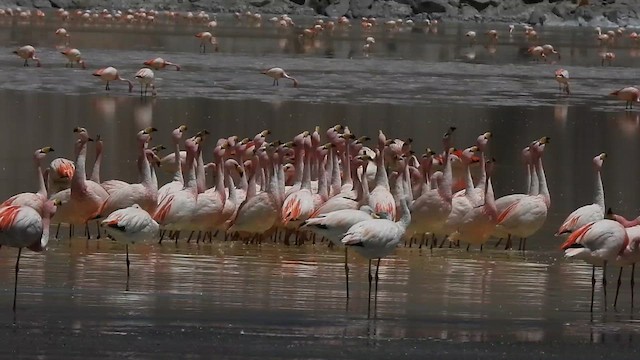 James's Flamingo - ML625806125