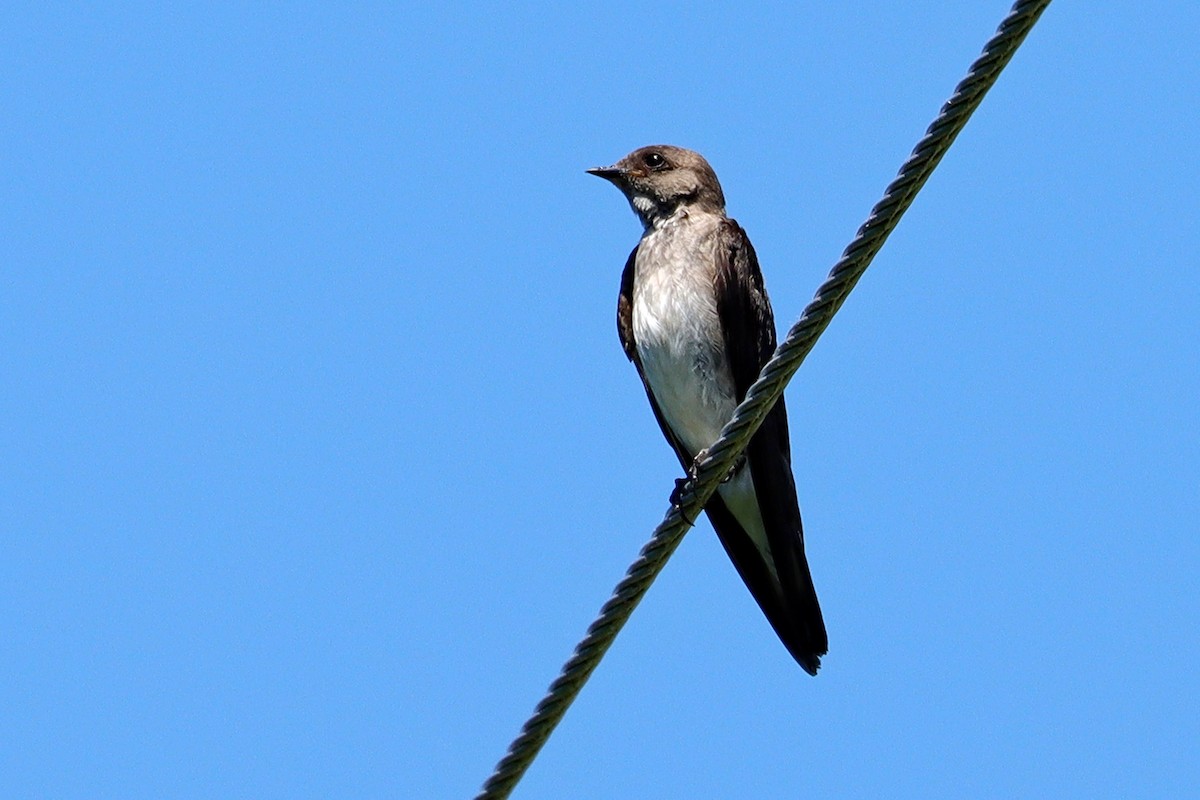 Northern Rough-winged Swallow - ML625806303