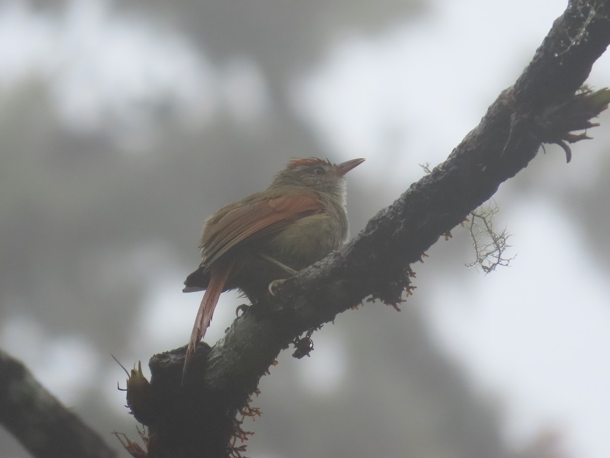 Streak-capped Spinetail - ML625806376