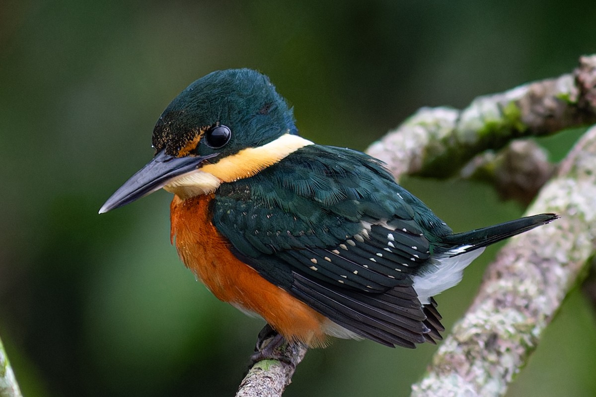 American Pygmy Kingfisher - ML625806416