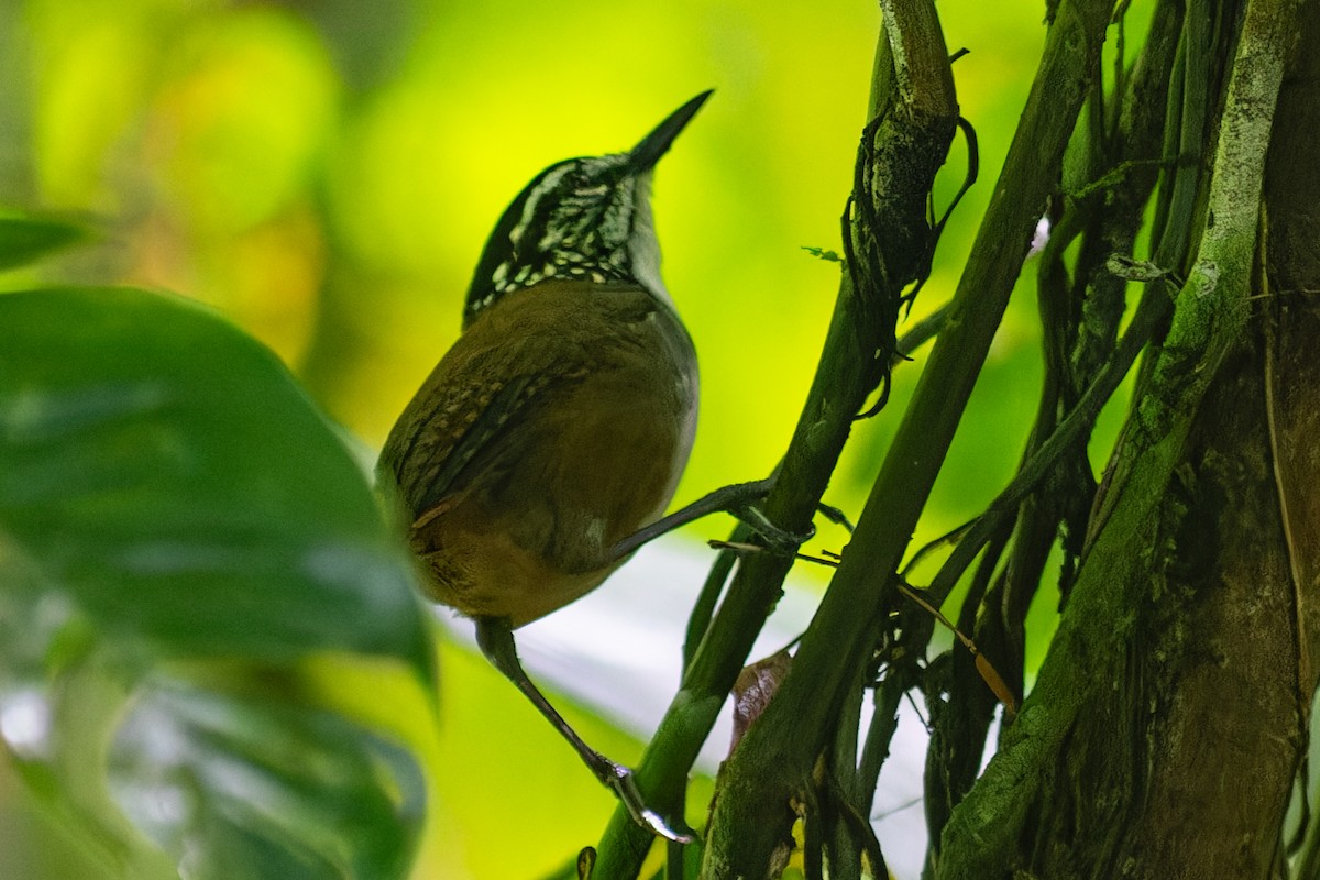 White-breasted Wood-Wren - ML625806696