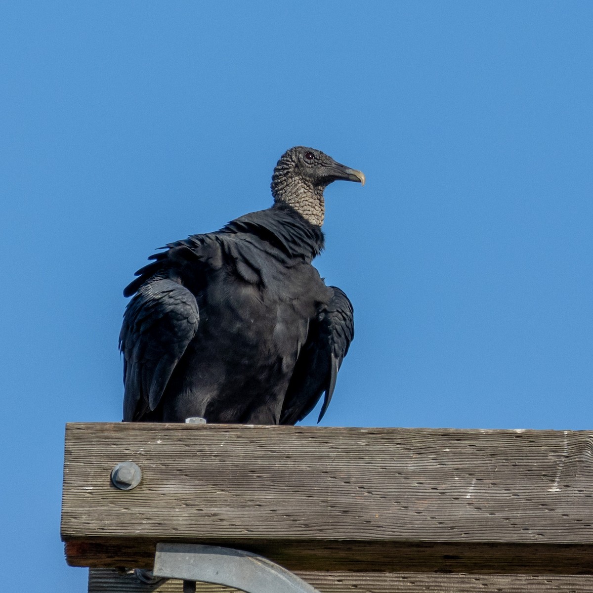 Black Vulture - ML625806750