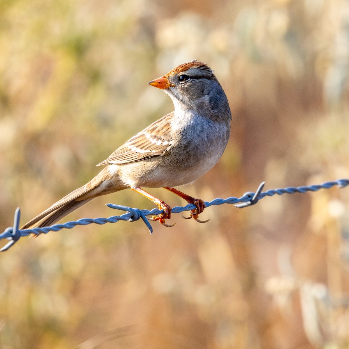 White-crowned Sparrow - ML625806770