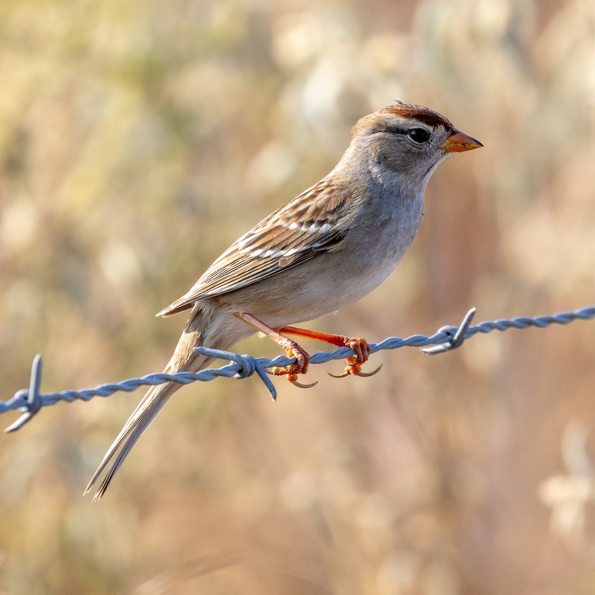 White-crowned Sparrow - ML625806771