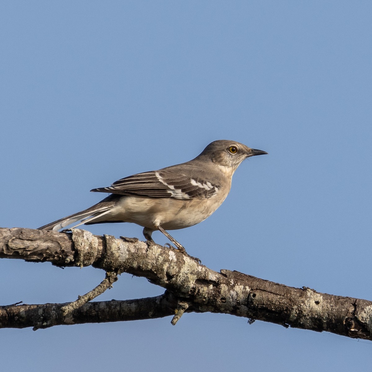 Northern Mockingbird - ML625806783