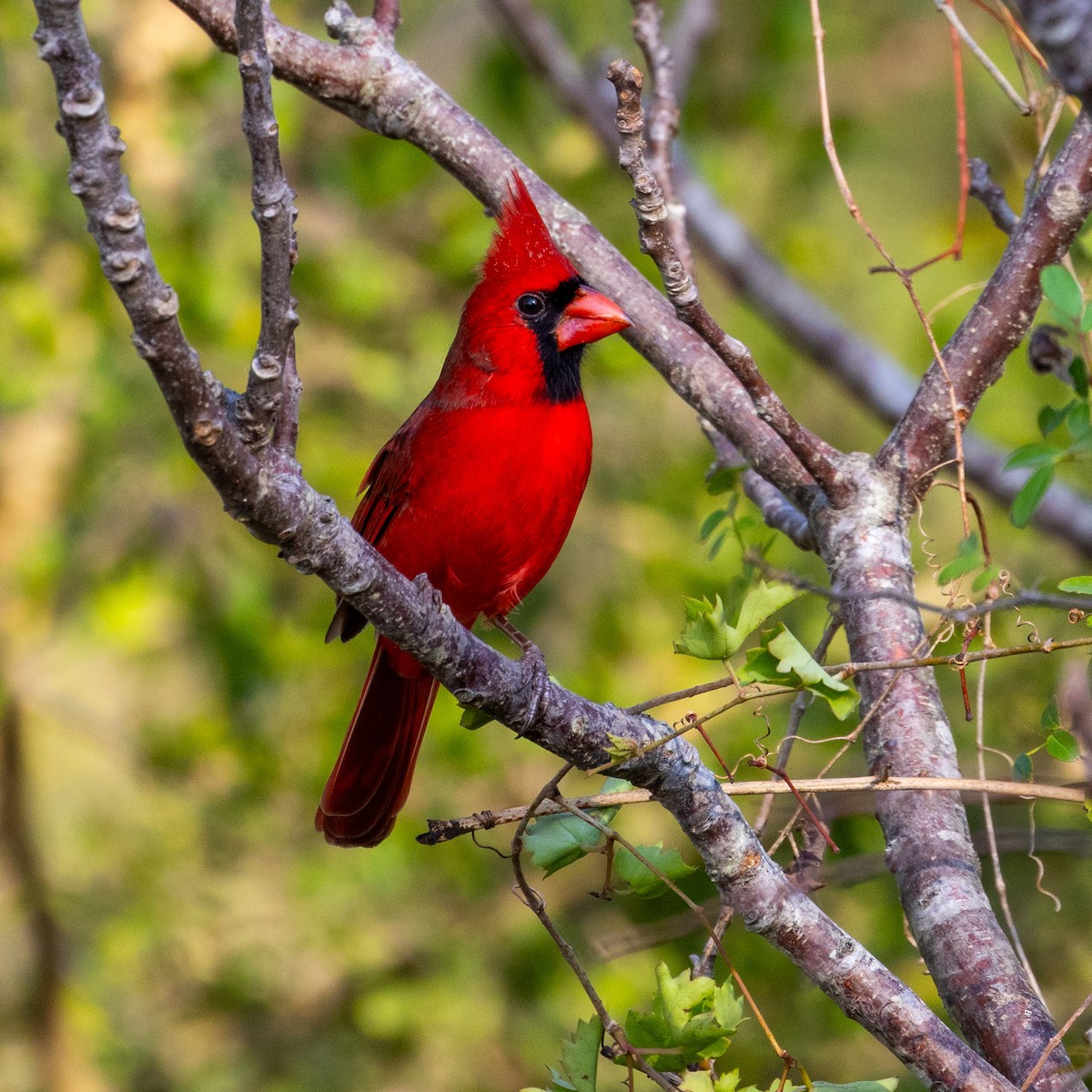 Northern Cardinal - ML625806818