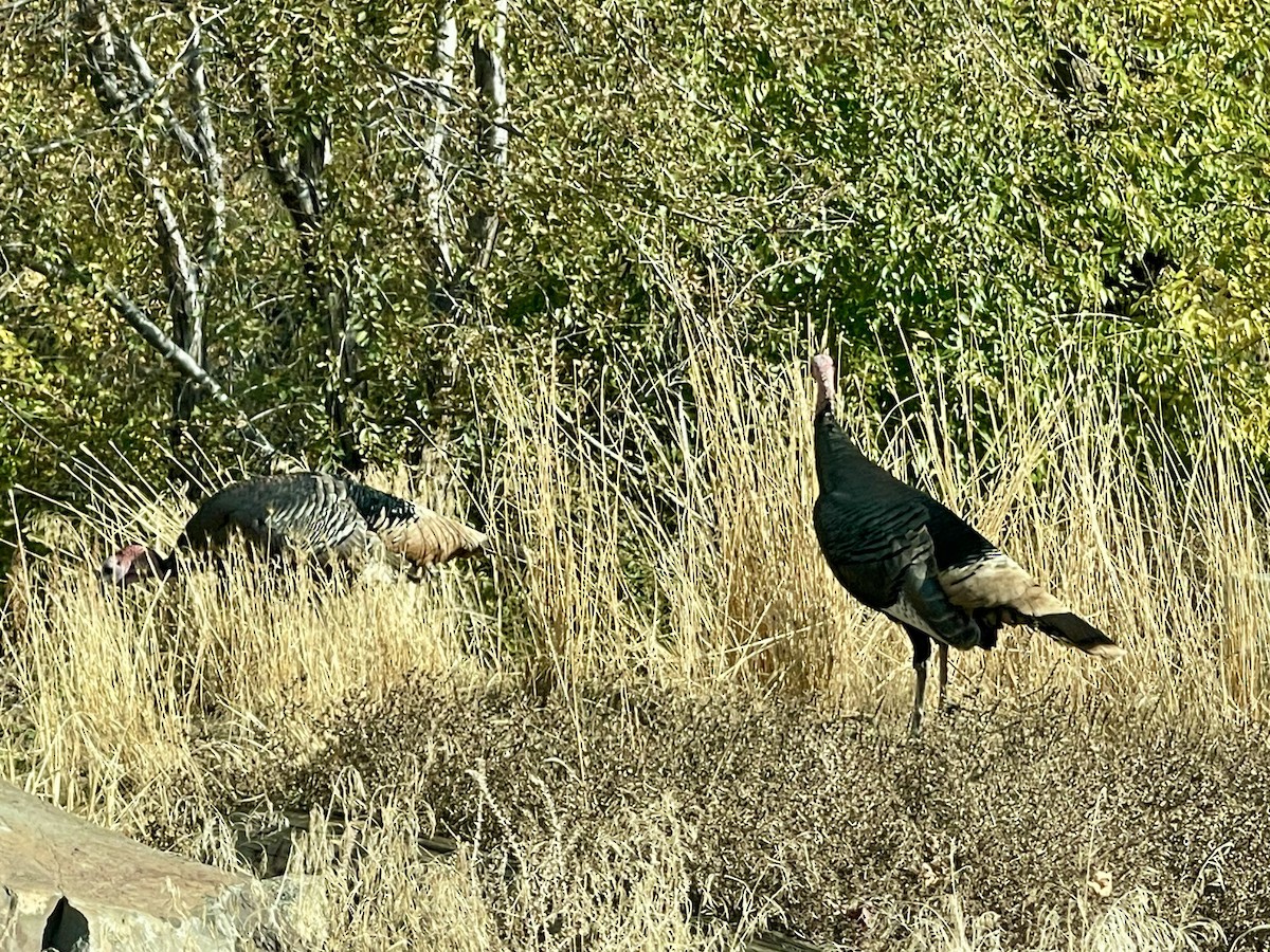 Wild Turkey - ML625806859