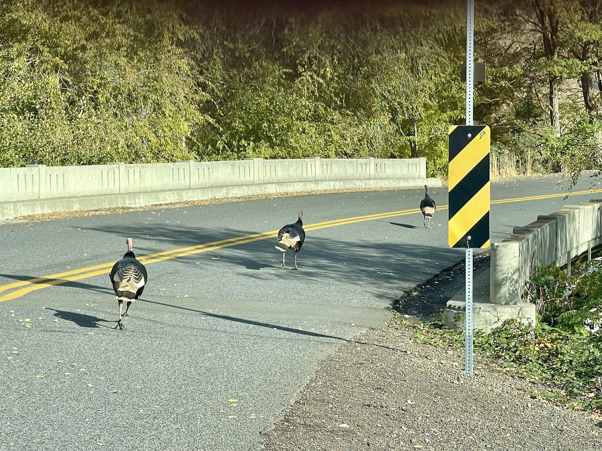 Wild Turkey - ML625806860