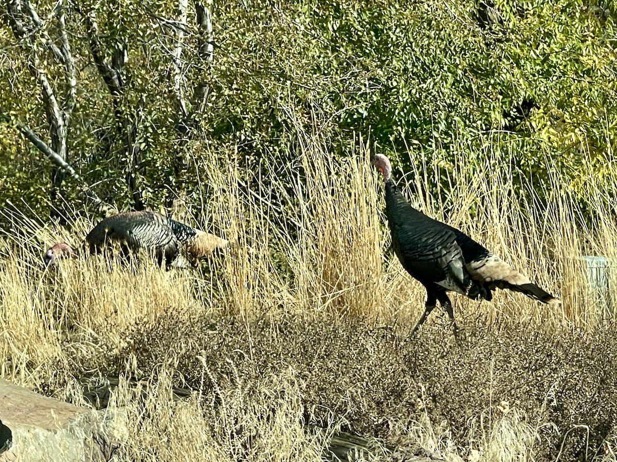 Wild Turkey - ML625806861