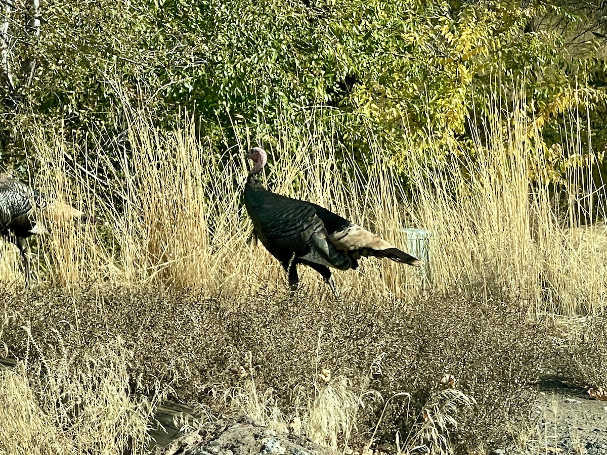 Wild Turkey - ML625806862