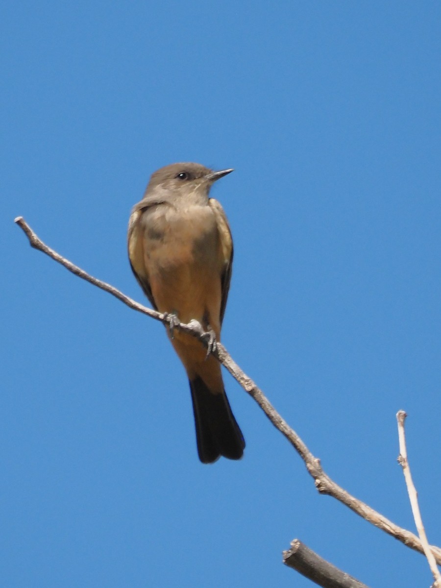 Say's Phoebe - ML625806876