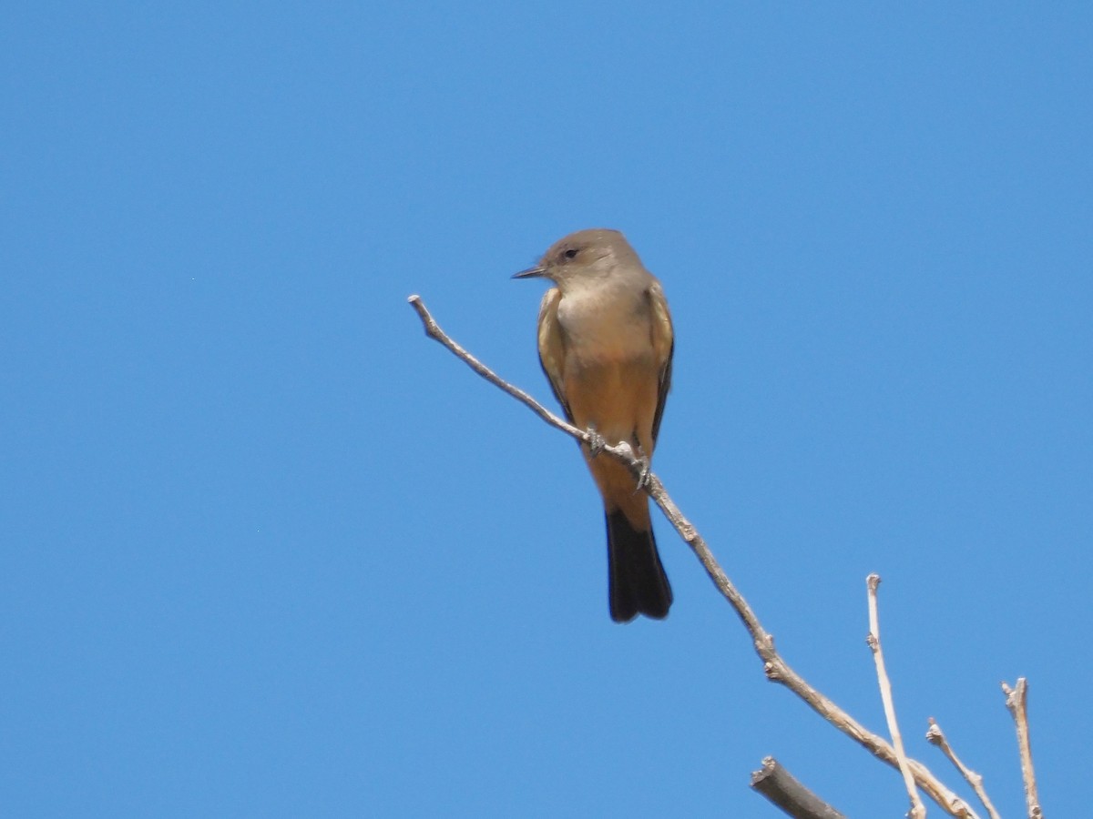Say's Phoebe - ML625806899