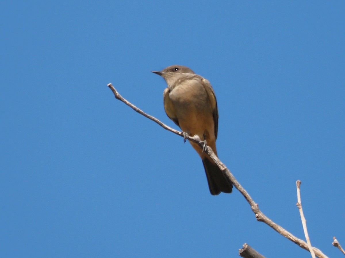 Say's Phoebe - ML625806969