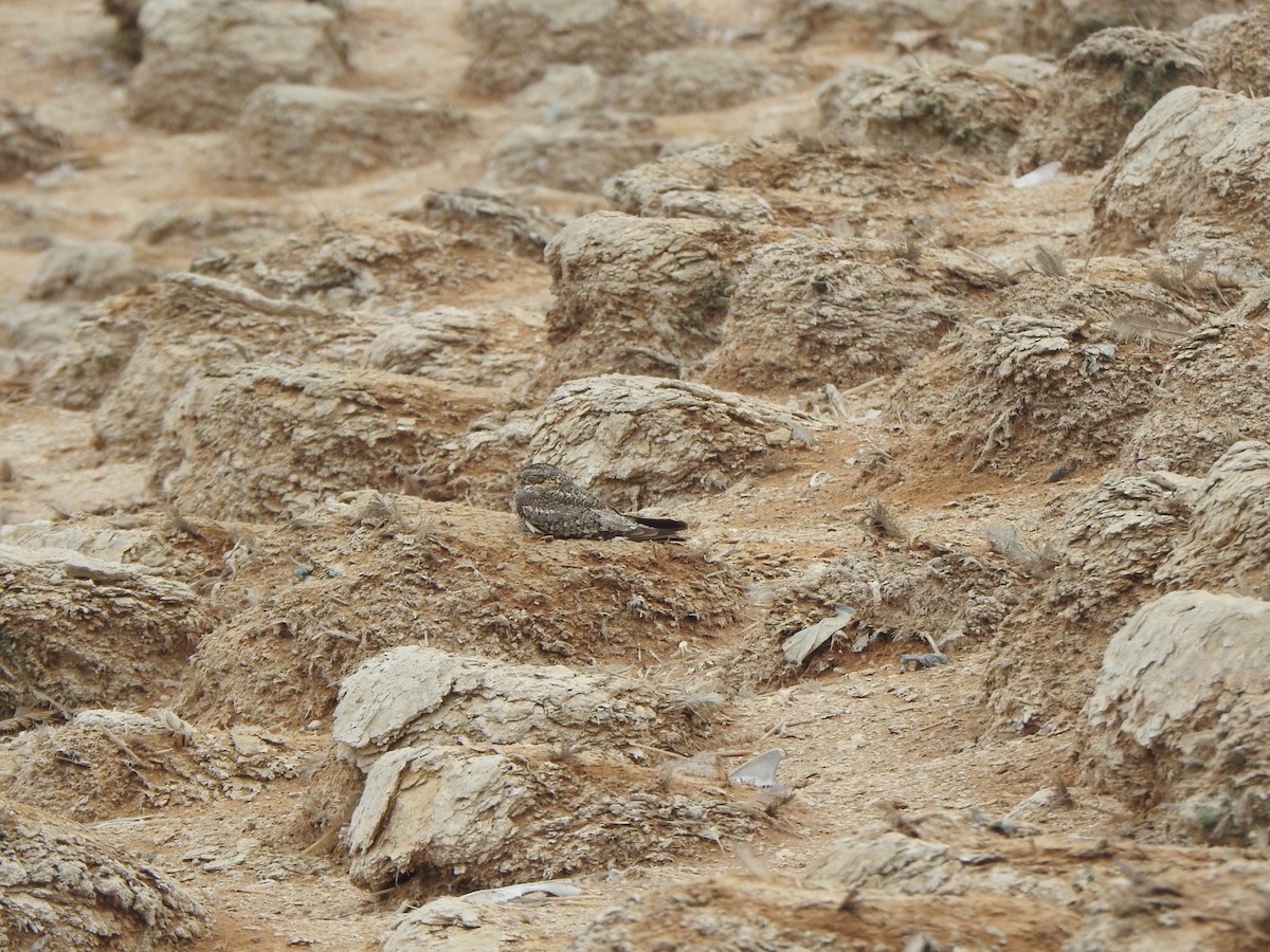 Lesser Nighthawk - ML625807062