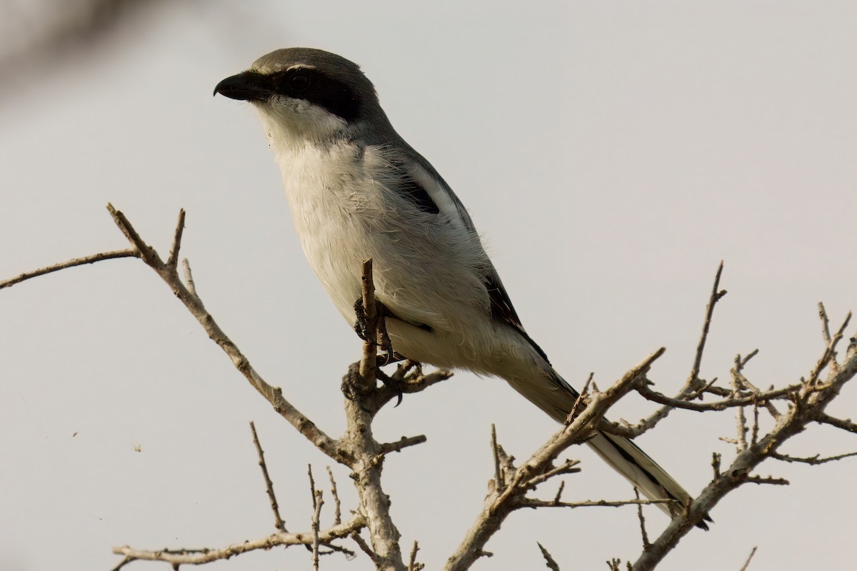 Loggerhead Shrike - ML625807081