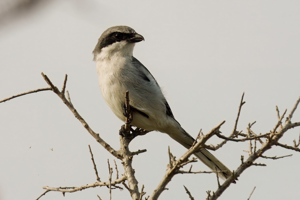 Loggerhead Shrike - ML625807082