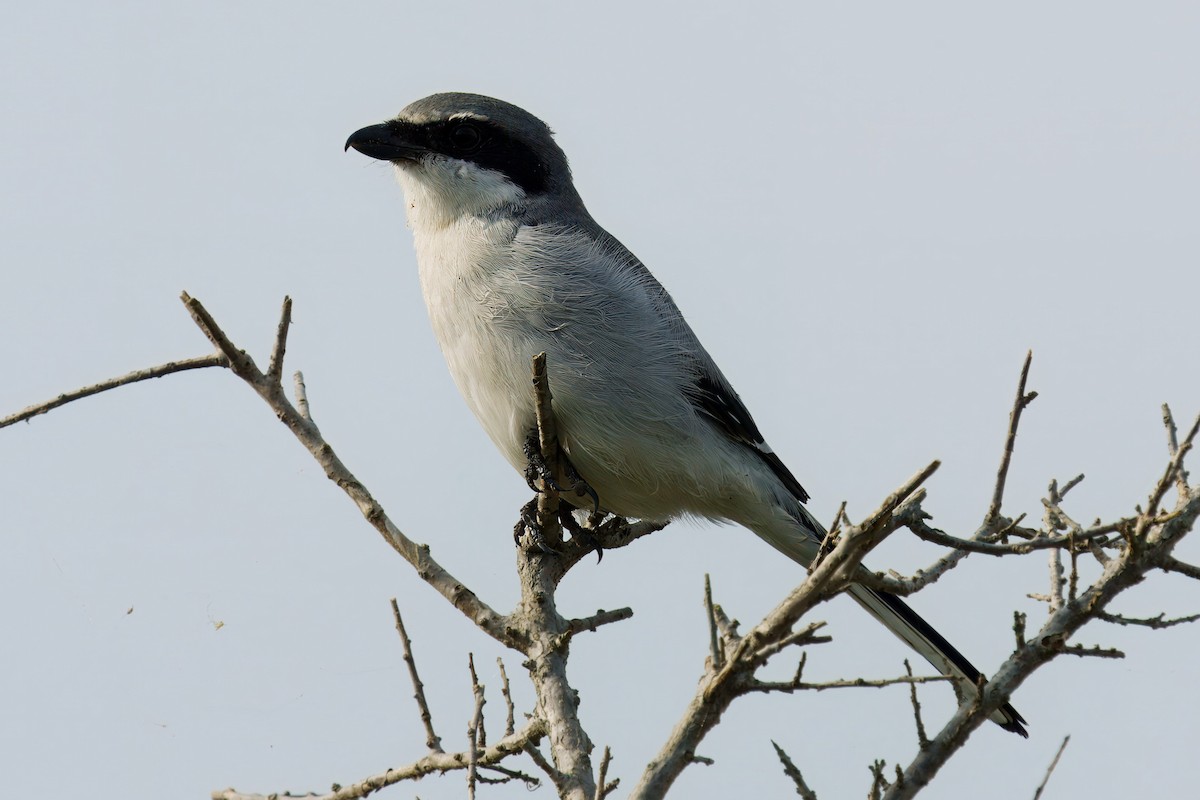 Loggerhead Shrike - ML625807083