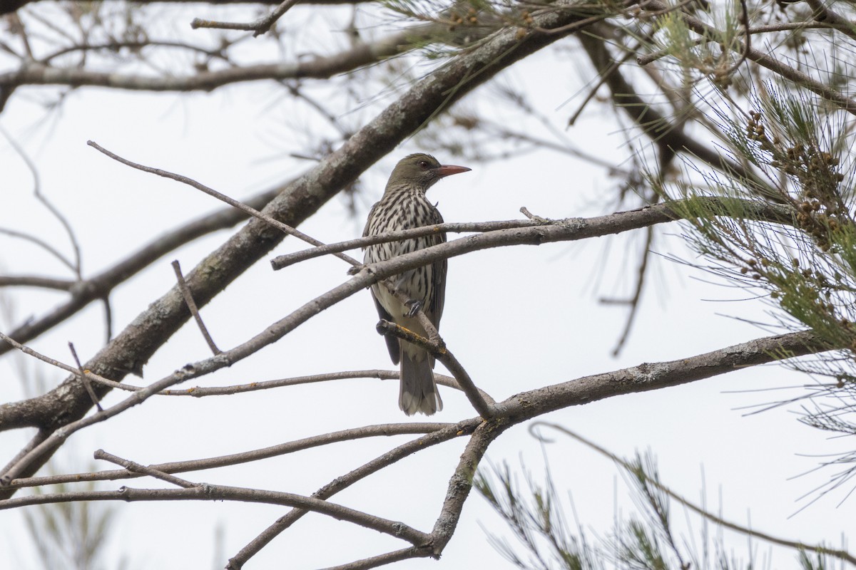 Olive-backed Oriole - ML625807114