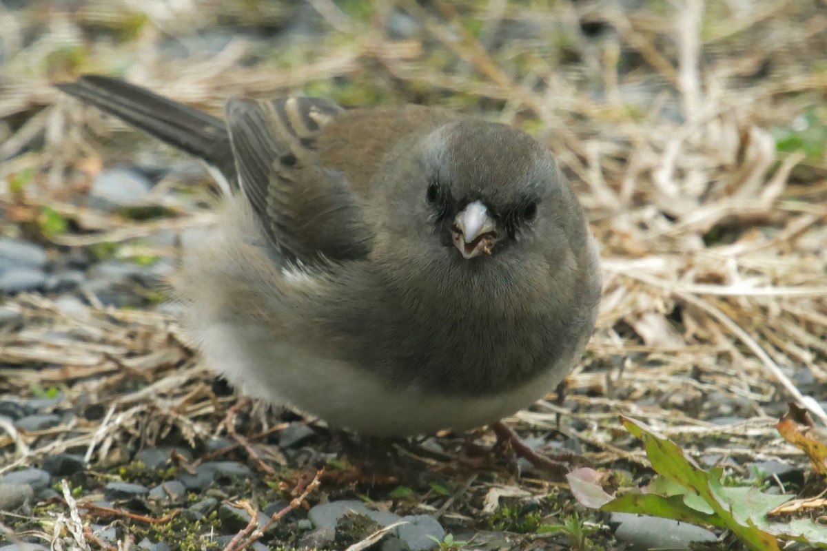 Dark-eyed Junco - ML625807351